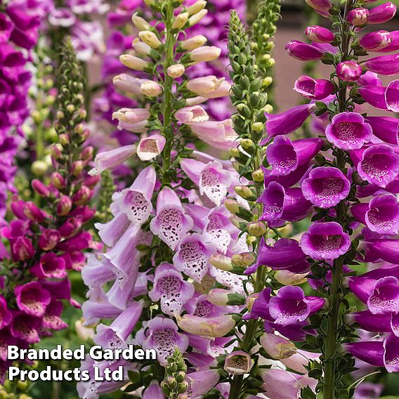 Best Value Rainbow Perennial Collection